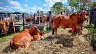 Los brahman colorados, una figurita de difícil cría en Misiones