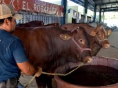 Yucatán registra 94 casos de gusano barrenador