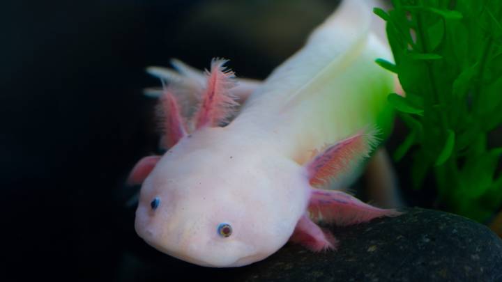 Critically endangered species, famed in pop culture, find home in US
