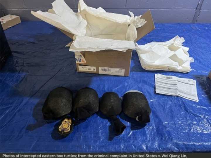 Las hacía pasar por juguetes de plástico, pero en realidad eran una especie protegida: detuvieron a un contrabandista de tortugas