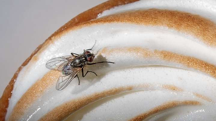 The Herb You'll Want To Keep In Your Kitchen To Keep Flies At Bay