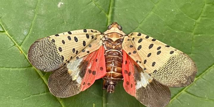 What do to when you see a Spotted Lanternfly