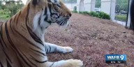 Meet the people who take care of LSU's Mike the Tiger