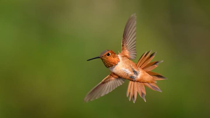 The Stunning Perennial That'll Keep Hummingbirds Coming To Your Yard Through Fall
