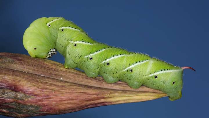 Cool Calm Caterpillars: Tobacco Hornworms Can “Zone Out” Pain By Entering A Sphinx Pose
