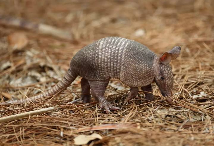 Armadillos Have Been Spotted in Indiana