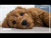This dog breed is best in show in Charlotte