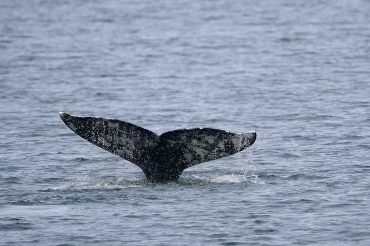 Whale deaths in San Francisco Bay spur legal threat