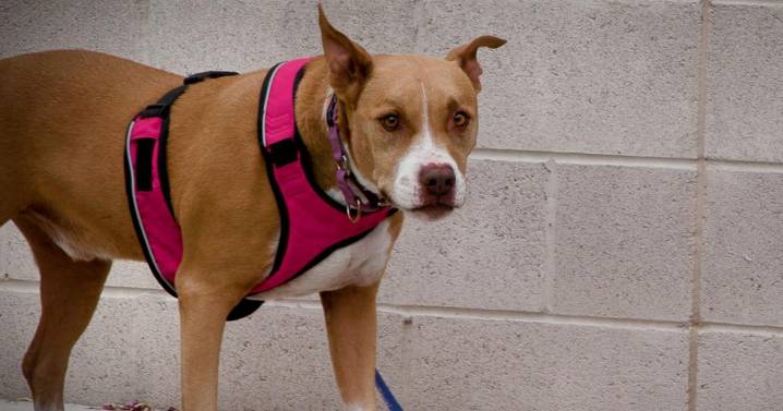 Tucson Subaru's Pet of the Week: Mellow dude Kylo