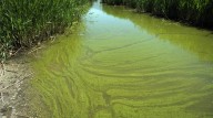 KDHE adds three lakes to blue-green algae advisory list
