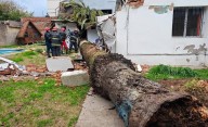 Árboles caídos y calles sin salida: lo que dejó la lluvia