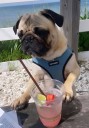 4-year-old pug dies in Branford hit