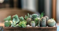 El mejor lugar para colocar un cactus y así atraer dinero según el Feng Shui