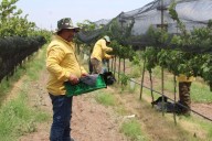 Produce viñedo de Gobierno del Estado 10 toneladas de uva al año