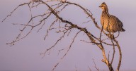 Lesser prairie chicken loses endangered species status