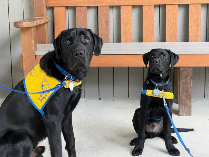 Williamsburg Puppy Raisers will Celebrate 50th Anniversary of Canine Companions with ‘Pawty’