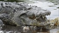 Muere ‘Tío Lucho’, el icónico cocodrilo de más de 50 años en Laguna Ventanilla, Oaxaca