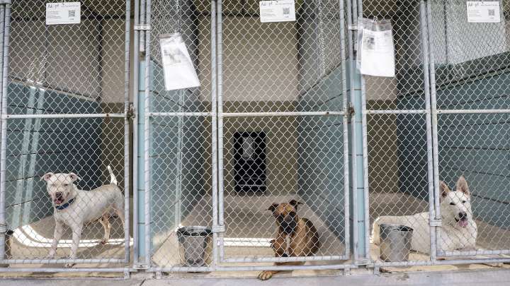 Hillsborough pet shelter is without AC. Why it’s not rare in Tampa Bay.