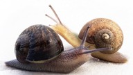 Caracol zurdo busca pareja