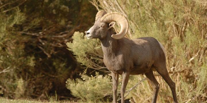 $20K reward offered for arrest in elk, ram poaching cases in eastern Arizona