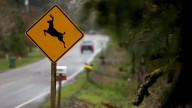 Can you eat roadkill in Oregon? What to know
