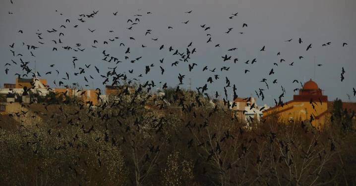 ¿Adónde han ido los pájaros?