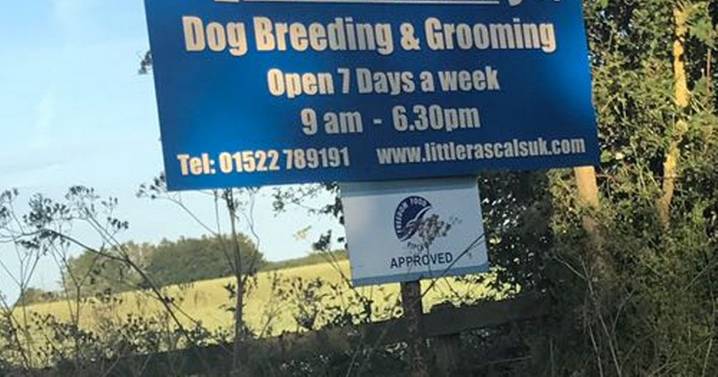 Puppy farmers banned from having dogs after dozens mistreated in their care