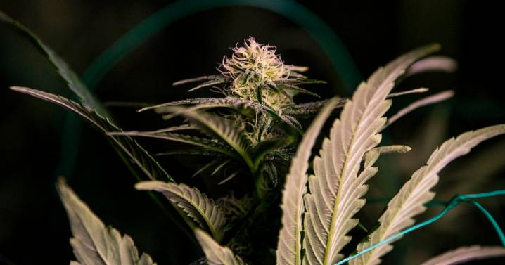 City Council, Mayor differ on marijuana tax revenue plans