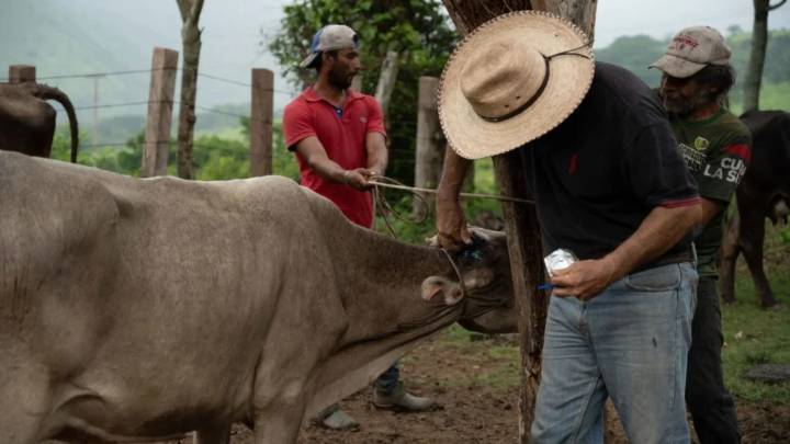 Aumentan casos de miasis en humanos por gusano barrenador en México