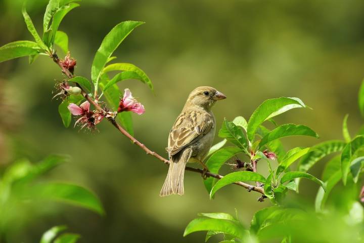 Best of Brooklyn: Top 5 Places to Watch Birds