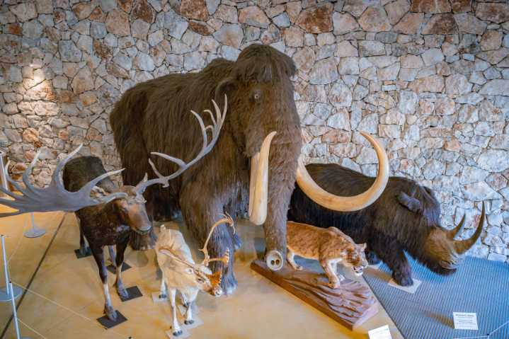 Large descendant of ancient wild bovine making comeback
