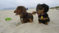 Guide to dog-friendly beaches in San Diego County – NBC 7 San Diego