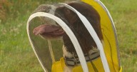 Former K-9 Maple is busy as a bee sniffing out threats to Michigan State University colonies