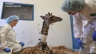 Endangered giraffe at Mass. zoo showing signs of improvement