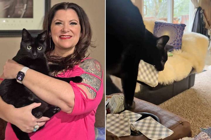 Black Cat Rescue Goes Viral for Doing Tarot Readings (Exclusive)