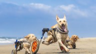 The Unstoppable Dogs, once abused, now bring inspiration and joy