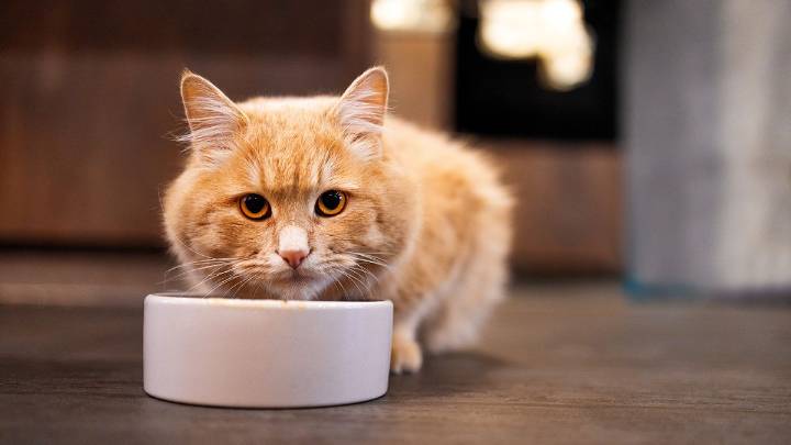 Can Cats Eat Dog Food? A Nibble of Kibble Is OK, But...