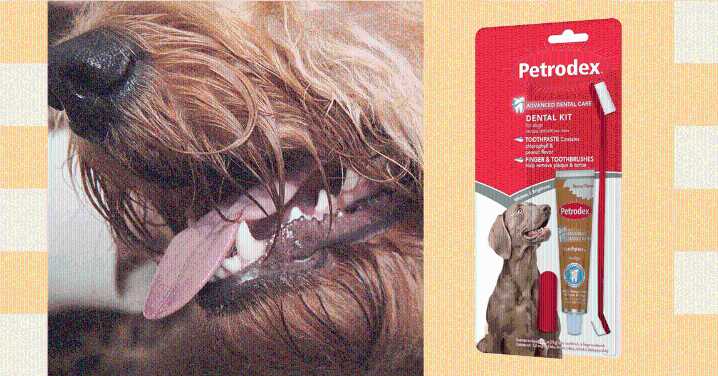 Sorry, Pet Parents, You Should Be Brushing Your Fur Baby’s Teeth