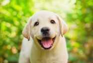 Día del Perro. Cuidemos su salud en cada etapa de la vida