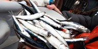 Sector pesca registró salto de 34,8% por mayor captura de anchoveta