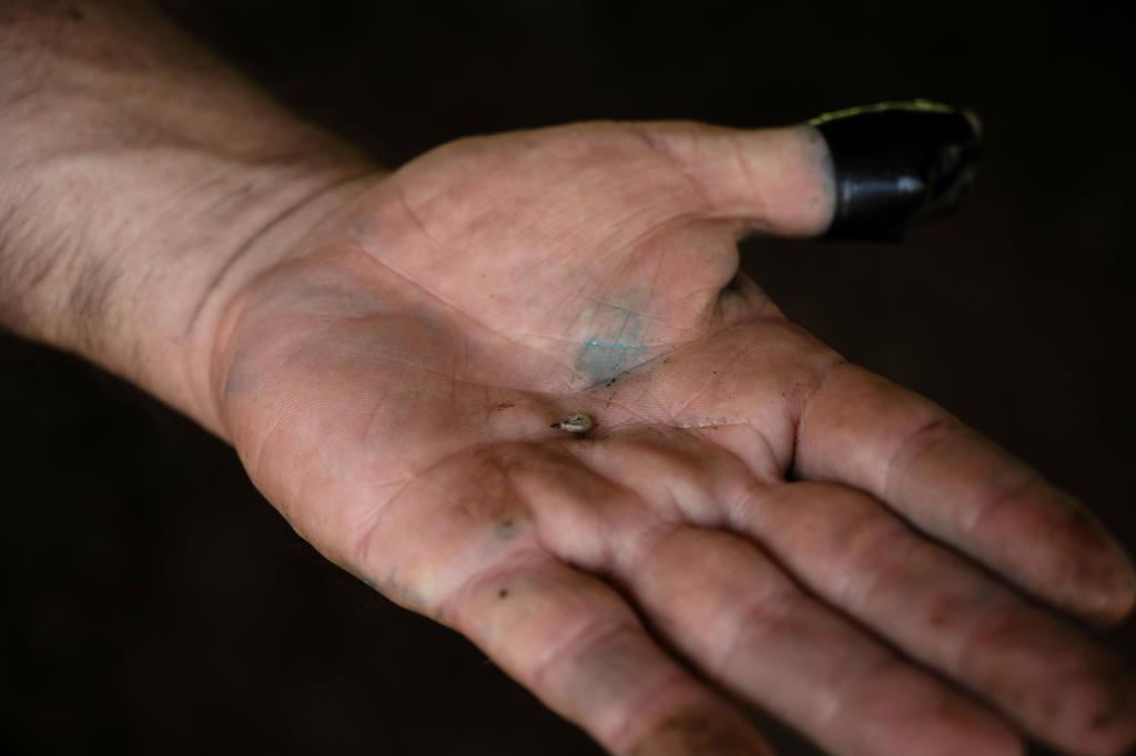 Screwworm case traced to Maryland from Guatemala