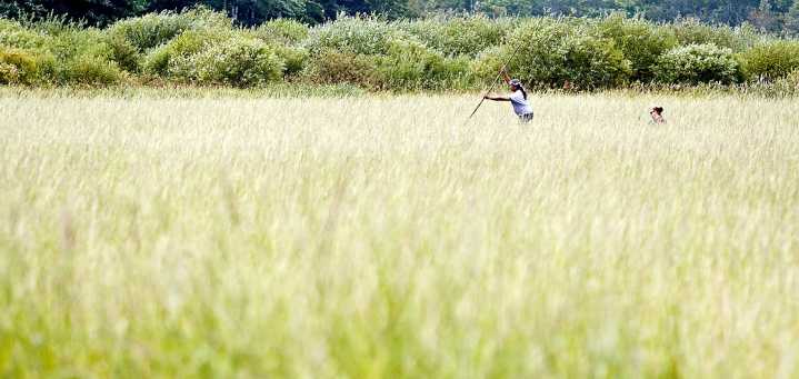 Local View: Adopt modern wild rice sulfate standard based on science