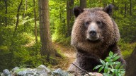 Bear hunting in N.J. survives legal attack over who is really pulling the strings in Trenton