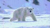 Why Do Polar Bears Have White Fur? Turns Out, They Don’t