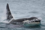 Northern resident killer whale dies in Johnstone Strait