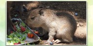 Nace capibara en Bioparque Estrella y conquista el corazón de los mexicanos