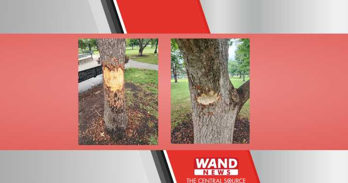 Trees planted in 1970s will die after being damaged by people, Champaign Park District says