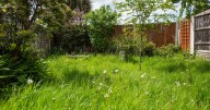 Gardening expert Alan Titchmarsh reveals how to know your garden needs water