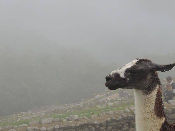 29 Hilariously Unsuccessful Travel Photos