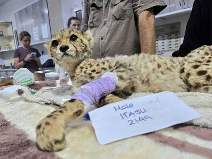 Cheetah cubs destined for the illegal trade rescued in Somaliland